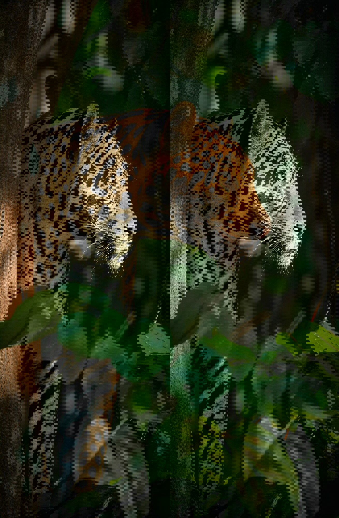 Balis Page Schamanenen