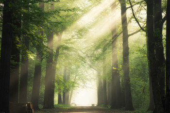 Schamanische Heilung – für persönliches Wachstum und kollektives Wohl
